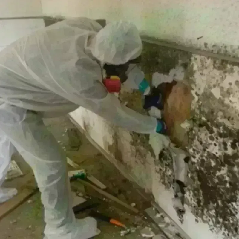 Mold Remediation and Removal in Mexico, NY